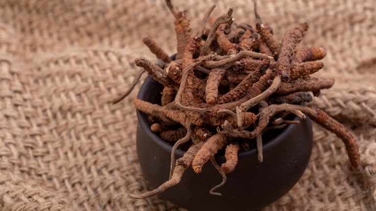 Cordyceps: Bhutan’s Hidden Gold