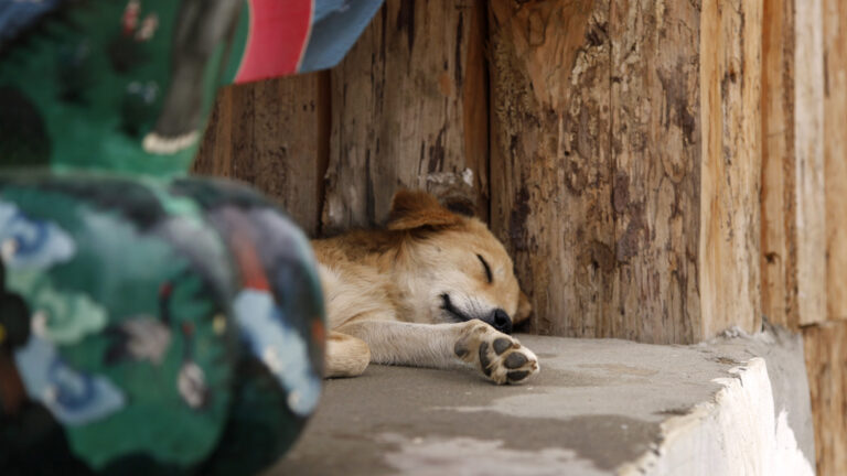 Four-Legged Guardians of Bhutan
